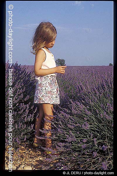 petite fille dans un champ de lavande - little girl in a lavender field
